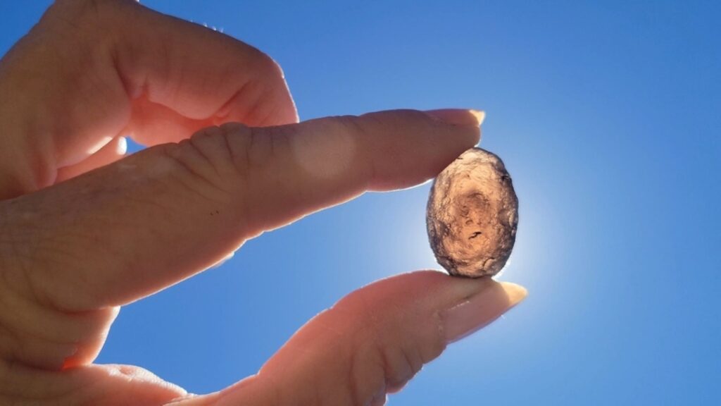 Saffordite